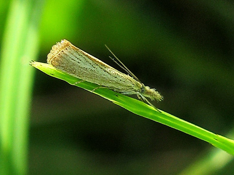 Agriphila straminella - Crambidae ?